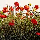 Les coquelicots d'avril .