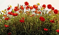 Les coquelicots d'avril .