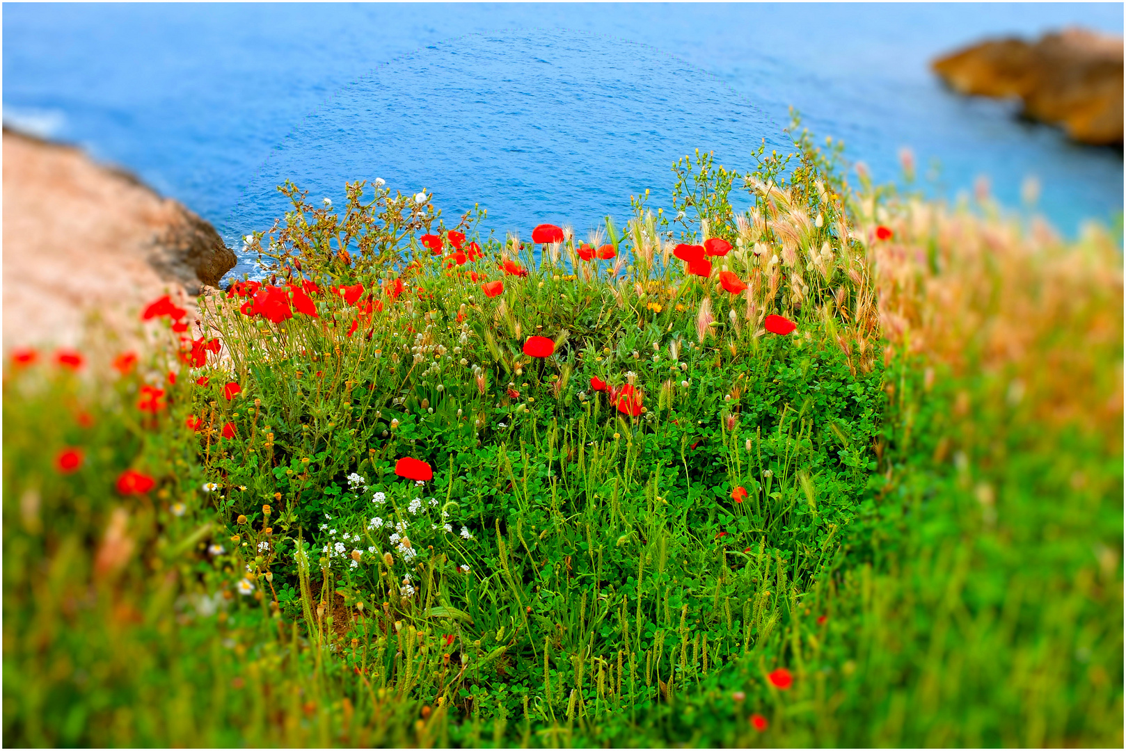 Les coquelicots