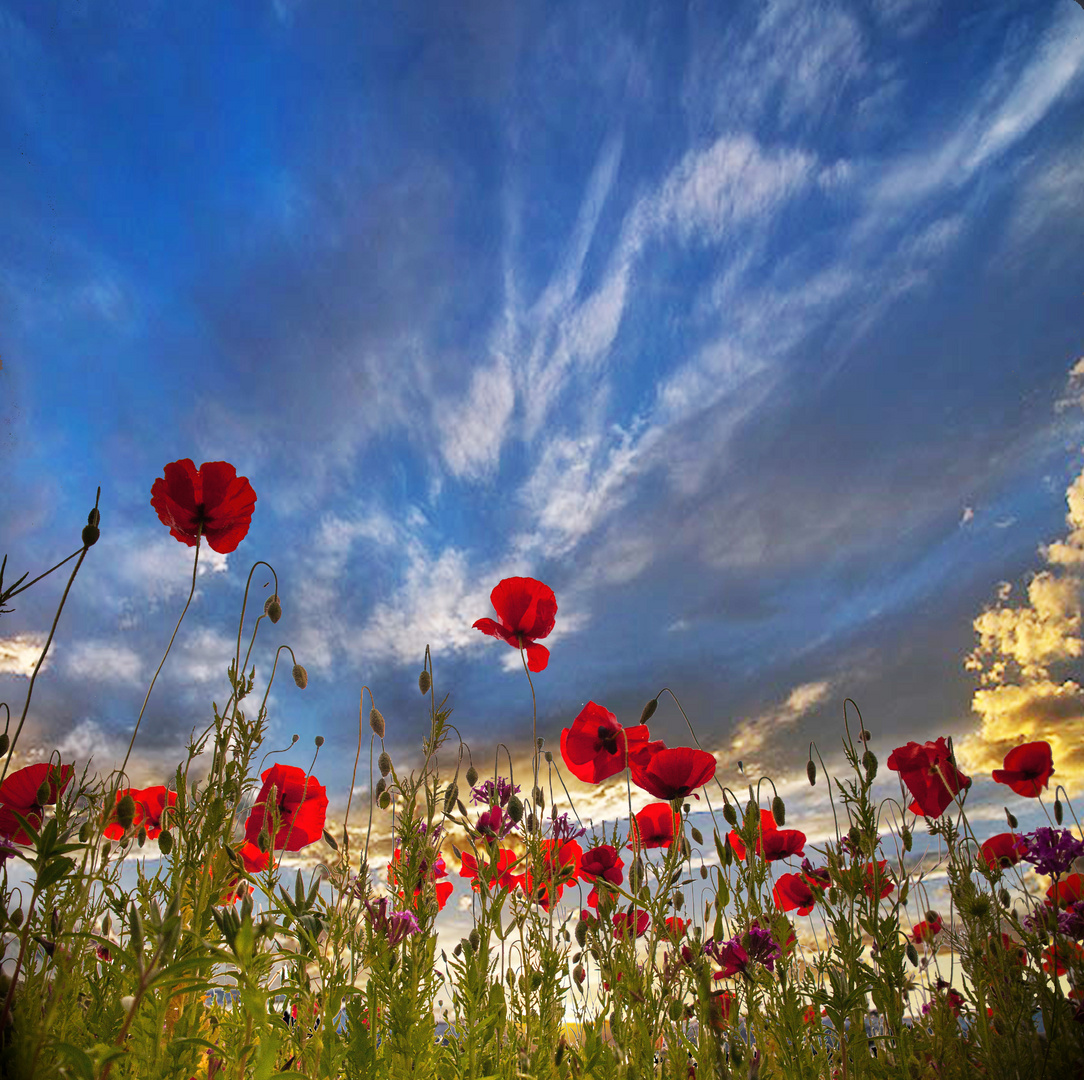 les coquelicots de Trévarez