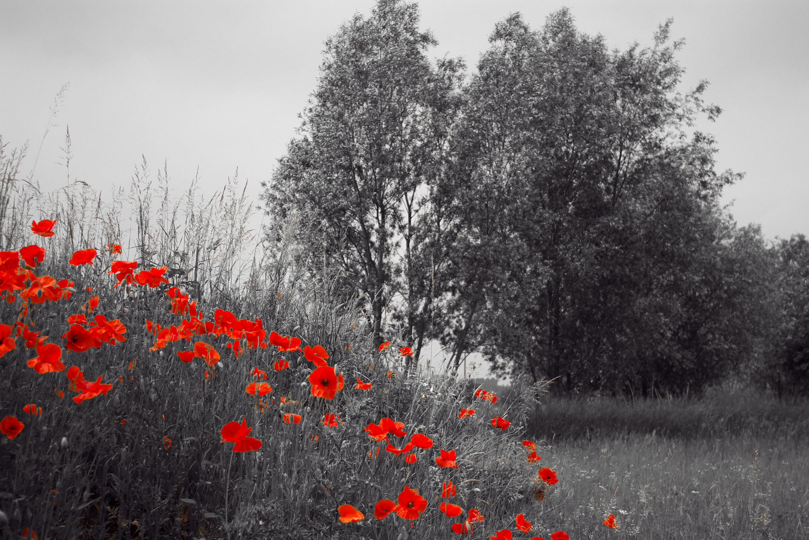 Les coquelicots de Warlaing 2