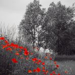 Les coquelicots de Warlaing 2