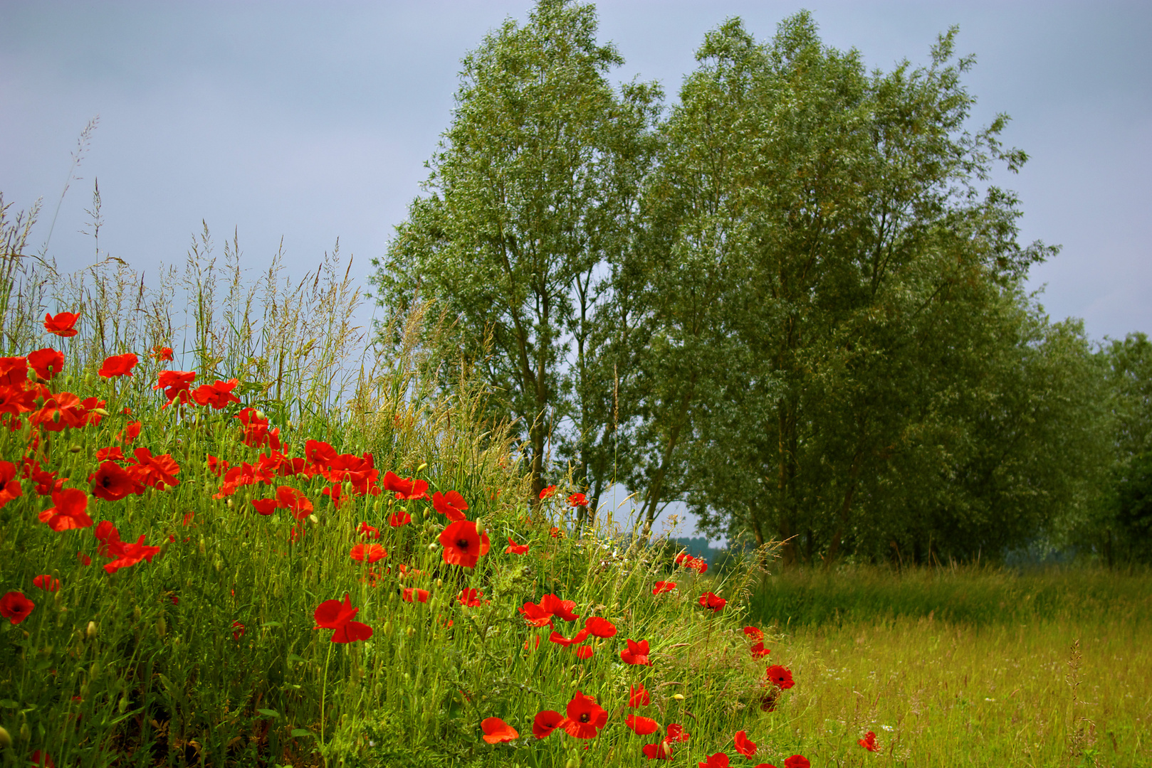 Les coquelicots de Warlaing