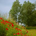 Les coquelicots de Warlaing