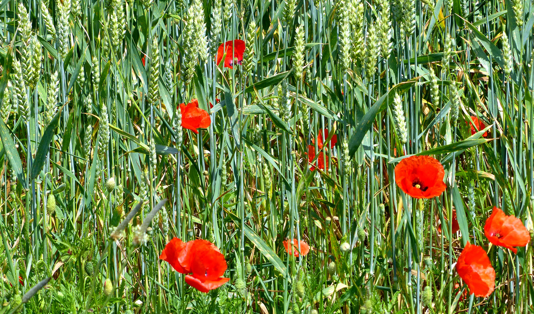 Les COQUELICOTS ... déjà