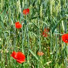 Les COQUELICOTS ... déjà