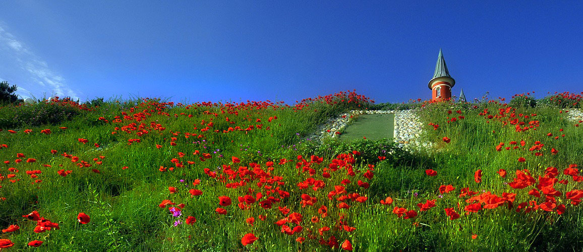 Les coquelicots du Crotoy