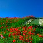 Les coquelicots du Crotoy