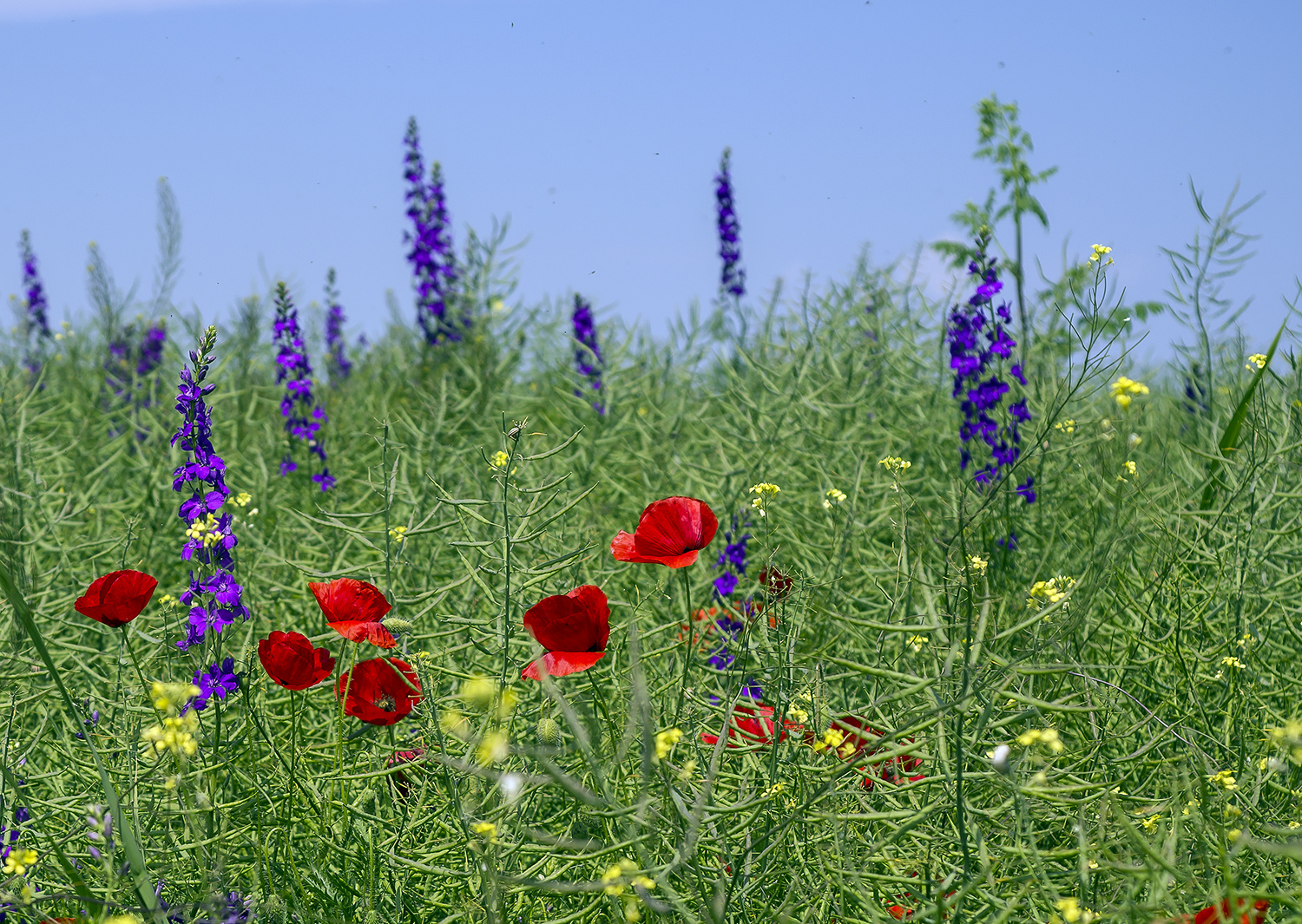 Les Coquelicots