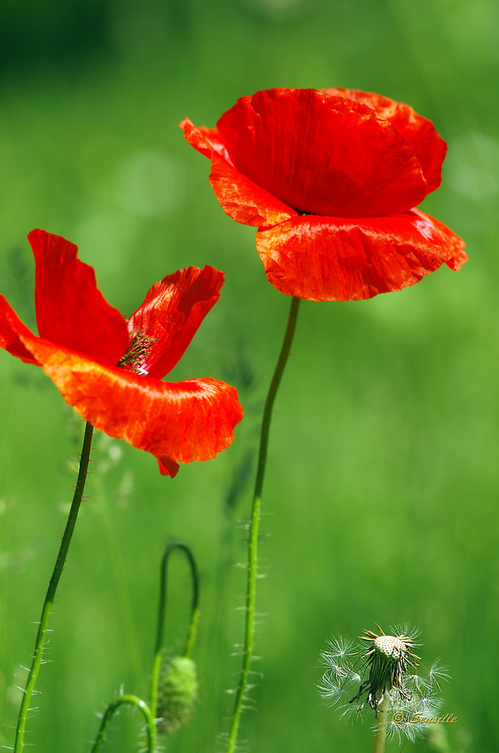 Les coquelicots