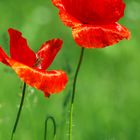 Les coquelicots