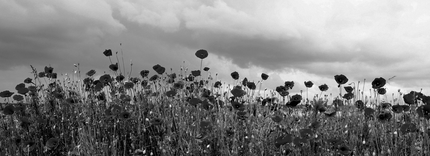 les coquelicots