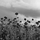 les coquelicots