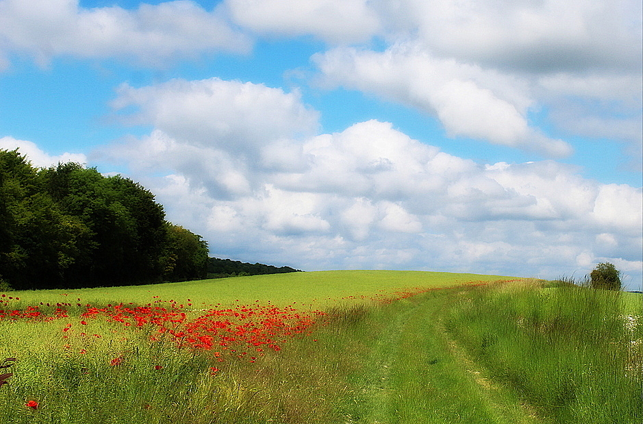 les coquelicots