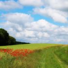 les coquelicots