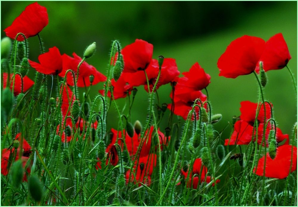 * les coquelicots *