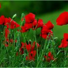 * les coquelicots *