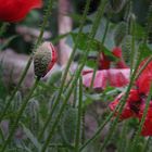   les coquelicots sont la preuve d'une bonne santé des sols