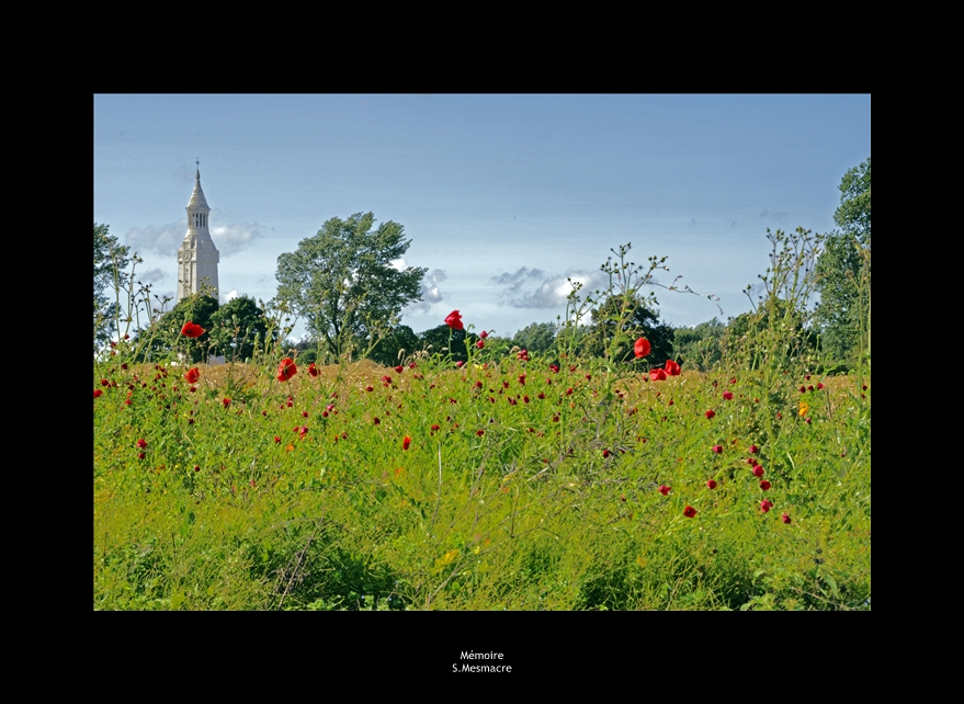 Les coquelicots - symbôle du souvenir