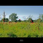 Les coquelicots - symbôle du souvenir