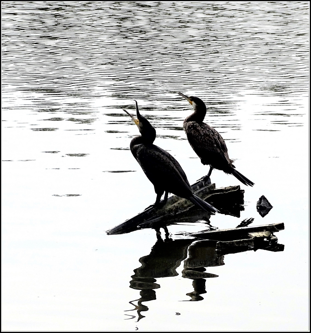 Les cormorans