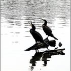 Les cormorans