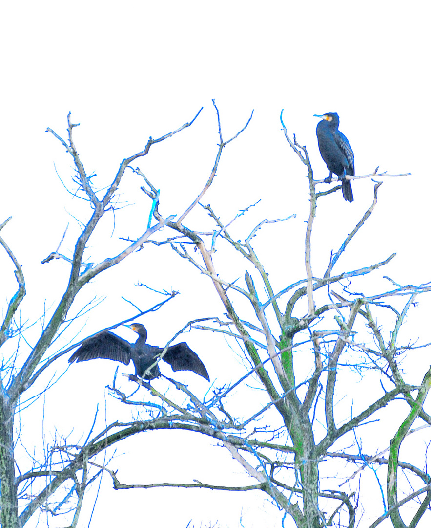 Les cormorans