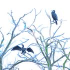 Les cormorans