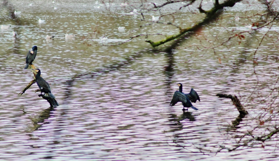 Les cormorans