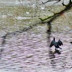 Les cormorans