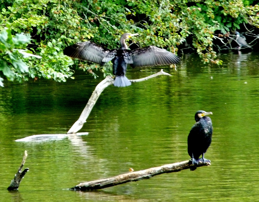 Les cormorans