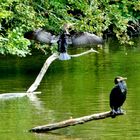 Les cormorans