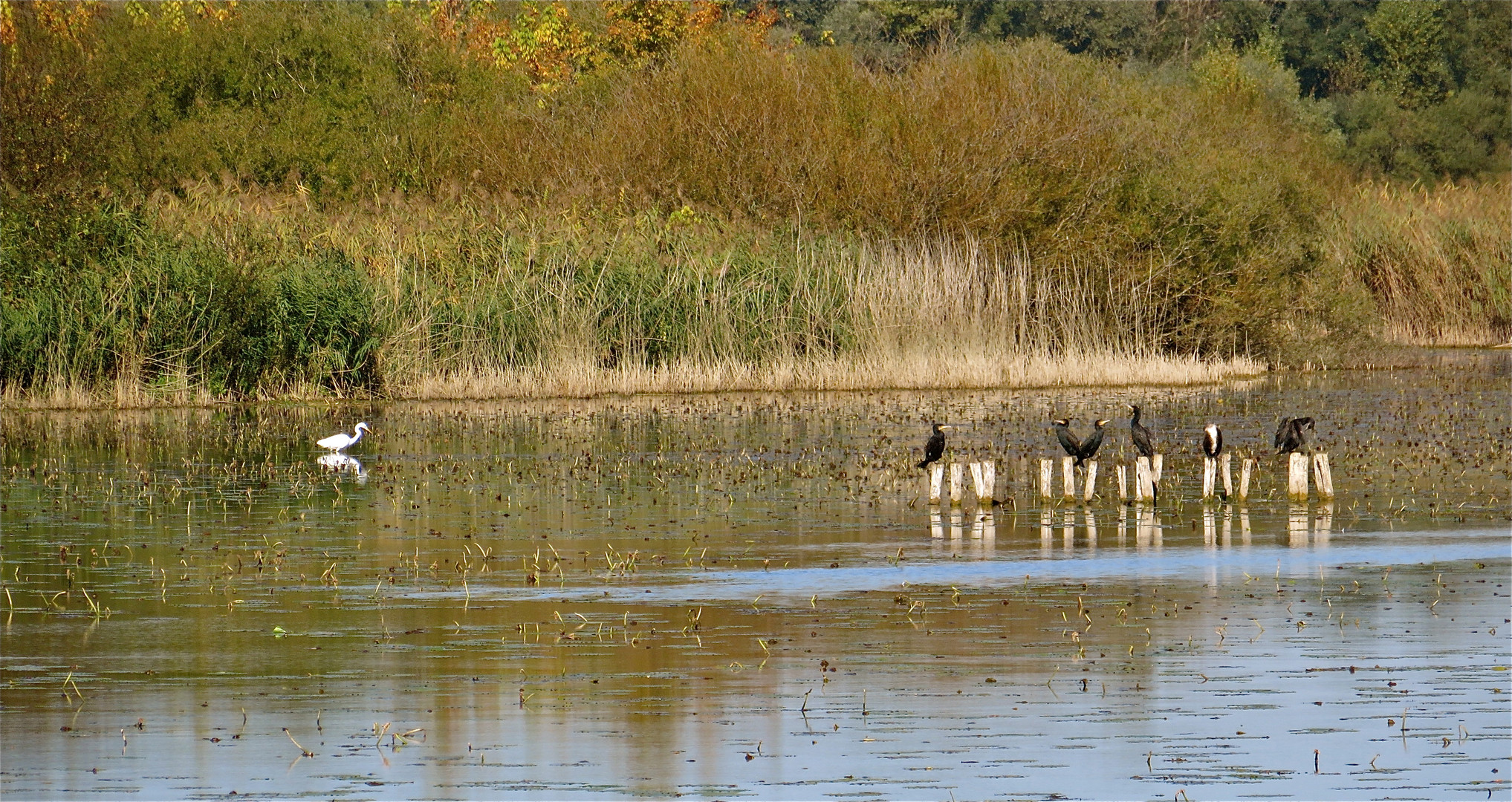 ... les cormorans  avec un héron !!!...