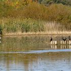 ... les cormorans  avec un héron !!!...