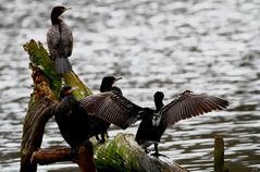 " Les cormorans "