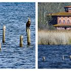 les cormorans du lac Puccini  ....