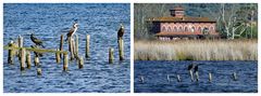 les cormorans du lac Puccini  ....