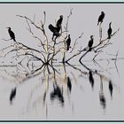 Les Cormorans