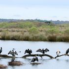 les cormorans en famille !