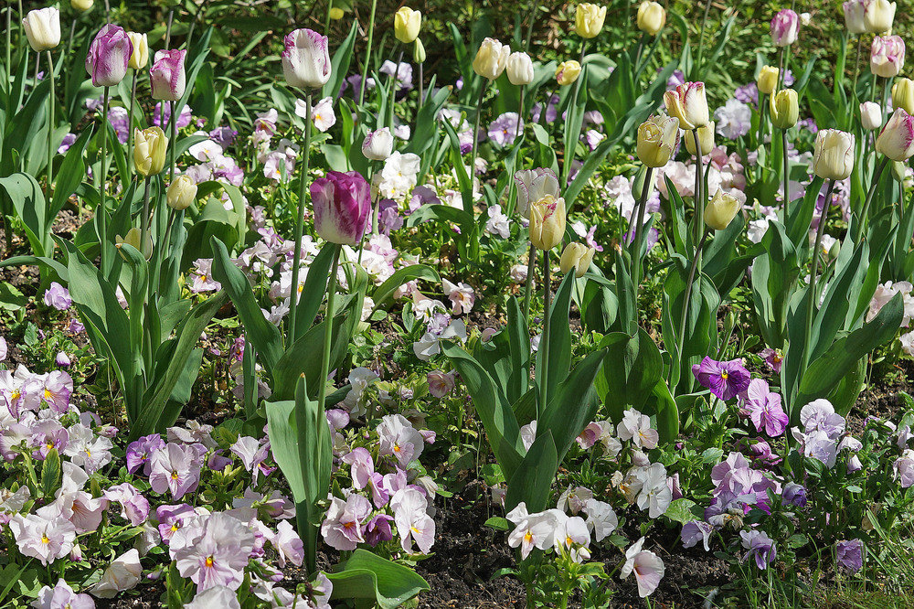 Les couleurs au Jardin de MONET....