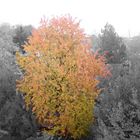 Les couleurs d'automne