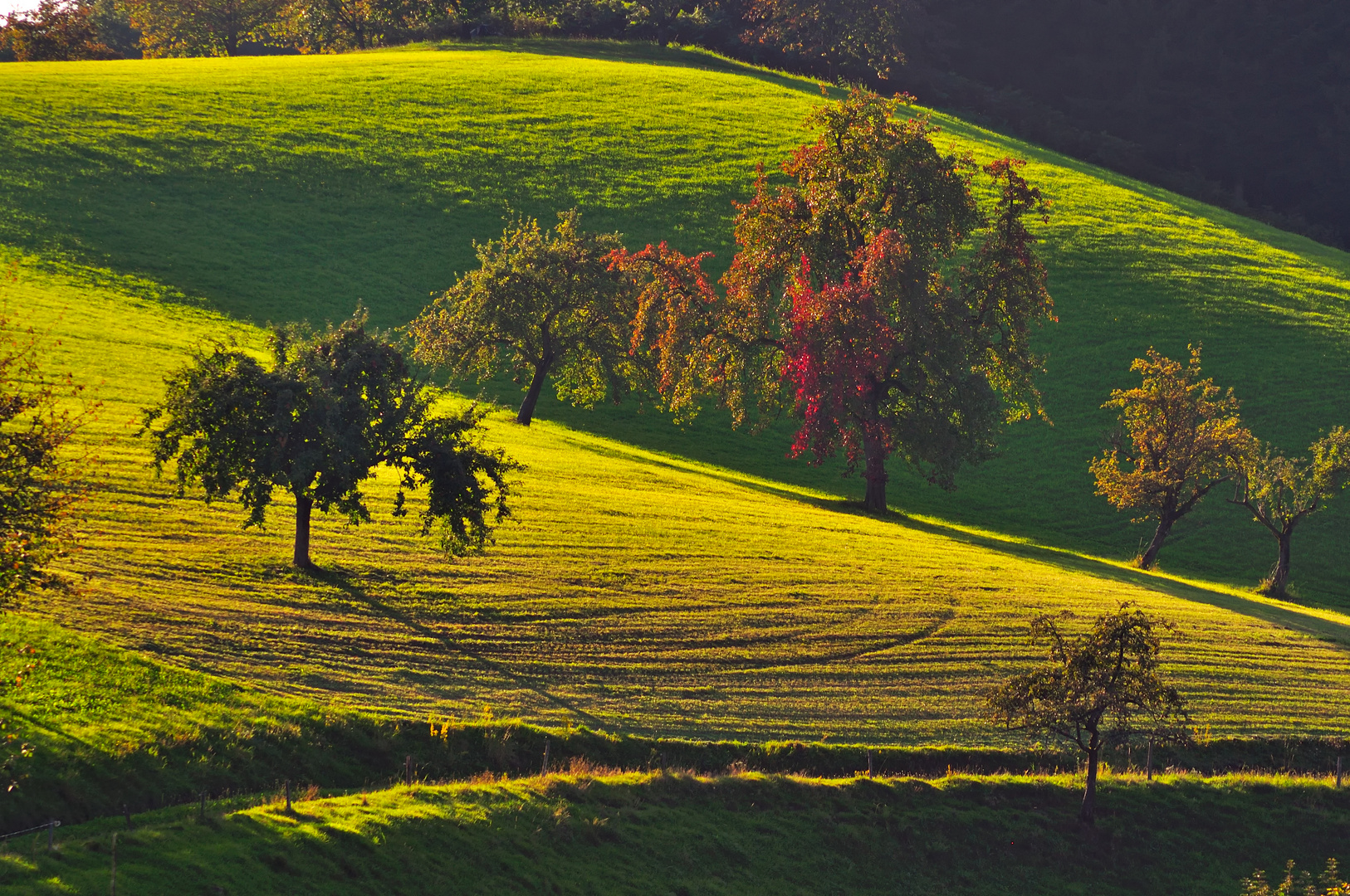 les couleurs d'automne II