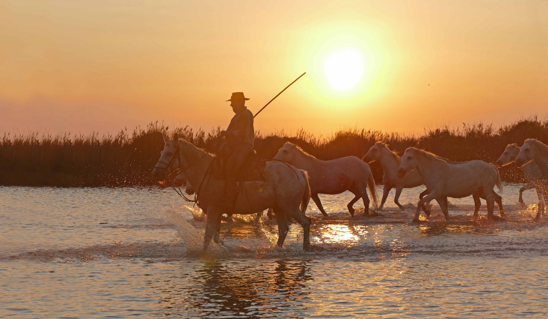                   Les couleurs de la Camargue 