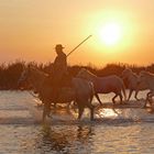                   Les couleurs de la Camargue 