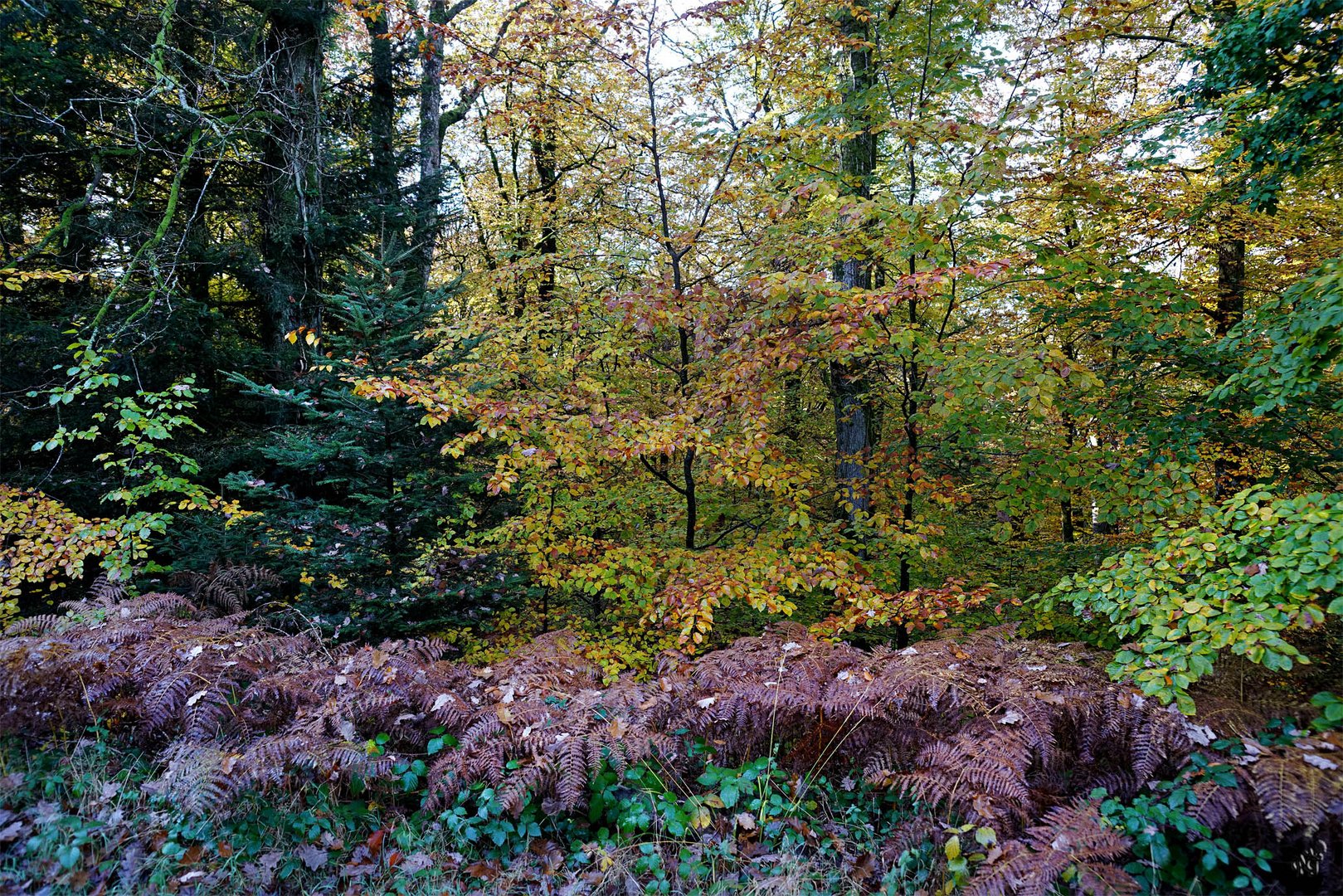 Les couleurs de la forêt ...