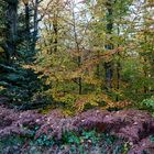 Les couleurs de la forêt ...