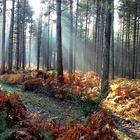 les couleurs de la forêt 