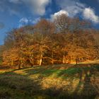 Les couleurs de l'automne