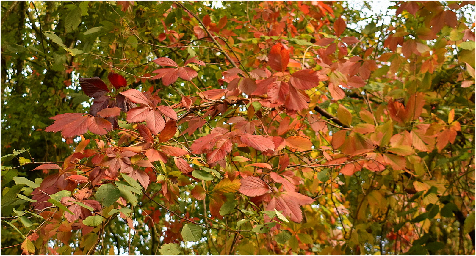 les couleurs de l'automne