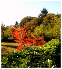 les couleurs de l'automne